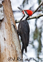 Dryocopus pileatus